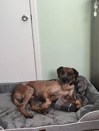 Ottis - Photo 12