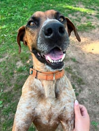 Ottis - Photo 13