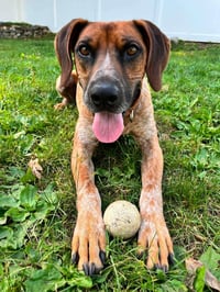 Ottis - Photo 4