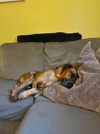 Ottis - Photo 7