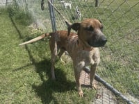 Ottis - Photo 8