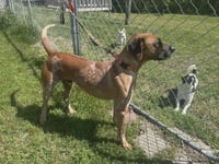 Ottis - Photo 9