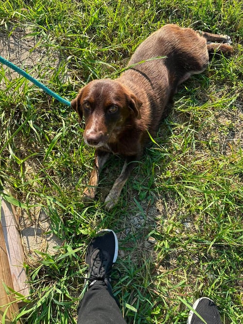 BRETTA - Spaniel available for adoption