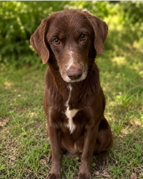 BRETTA - Spaniel for adoption in Paterson