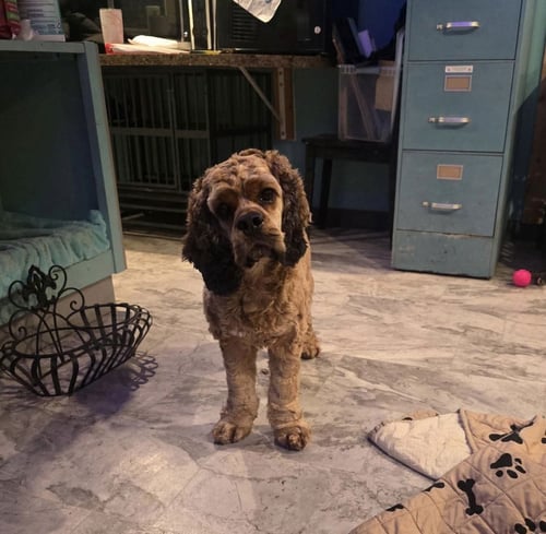 CASH (BONDED PAIR WITH POSEY) - Cocker Spaniel available for adoption