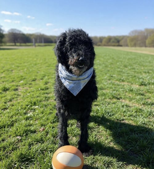 NALA - Poodle (Standard) for adoption in Yonkers