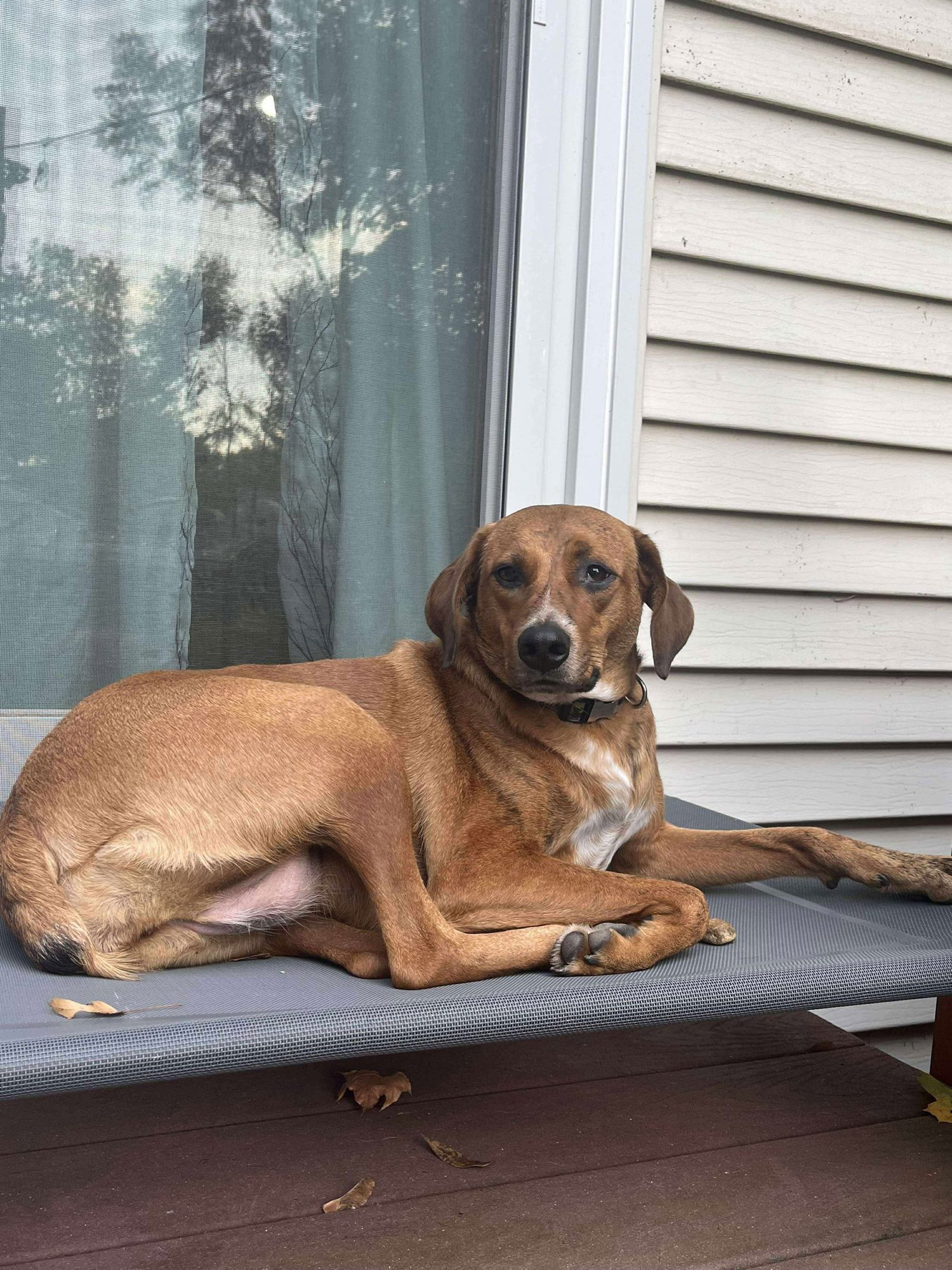 GARBANZO BEAN - Redbone Coonhound available for adoption