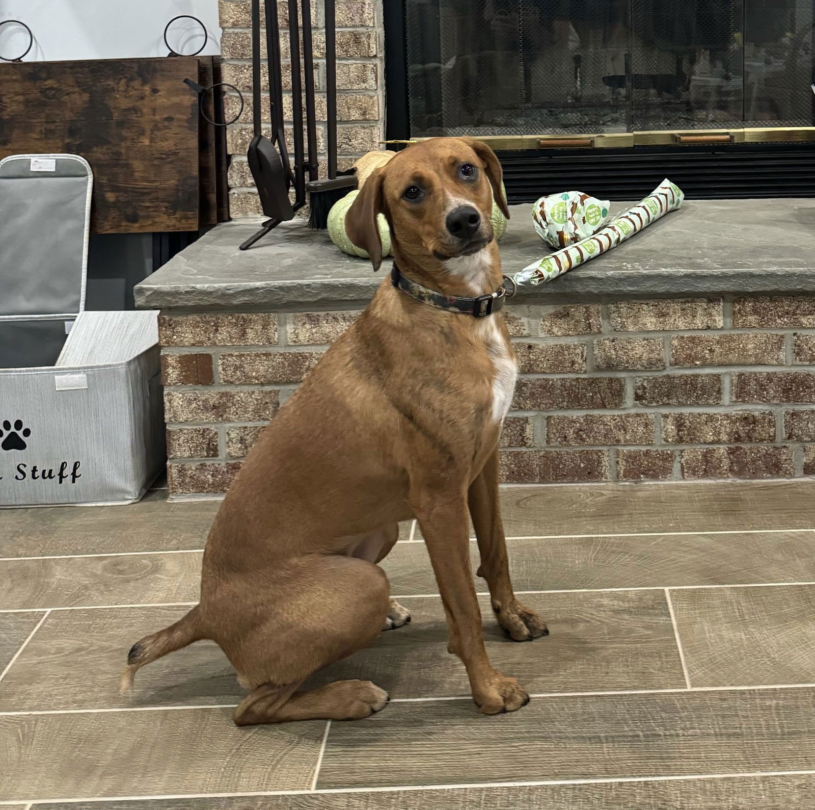 GARBANZO BEAN - Redbone Coonhound available for adoption