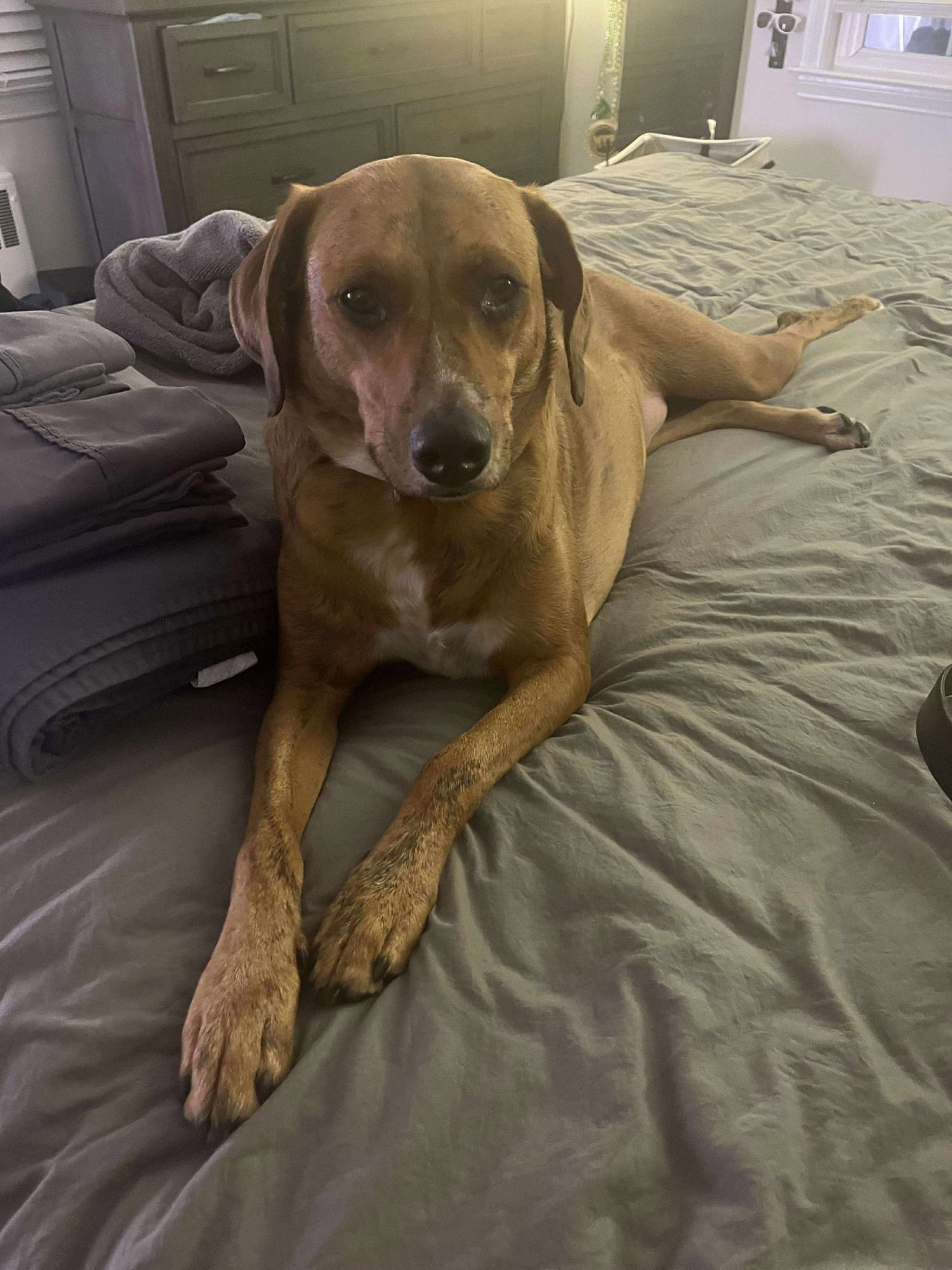 Garbanzo Bean - Photo 6