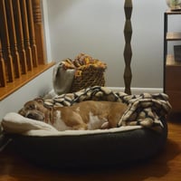 Rune - Photo 6
