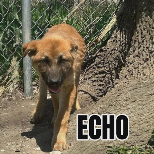 ECHO - Shepherd available for adoption