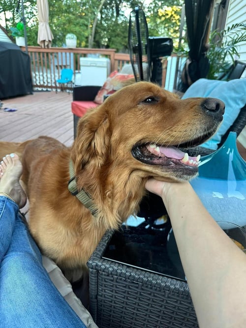 ROCKY - Golden Retriever available for adoption