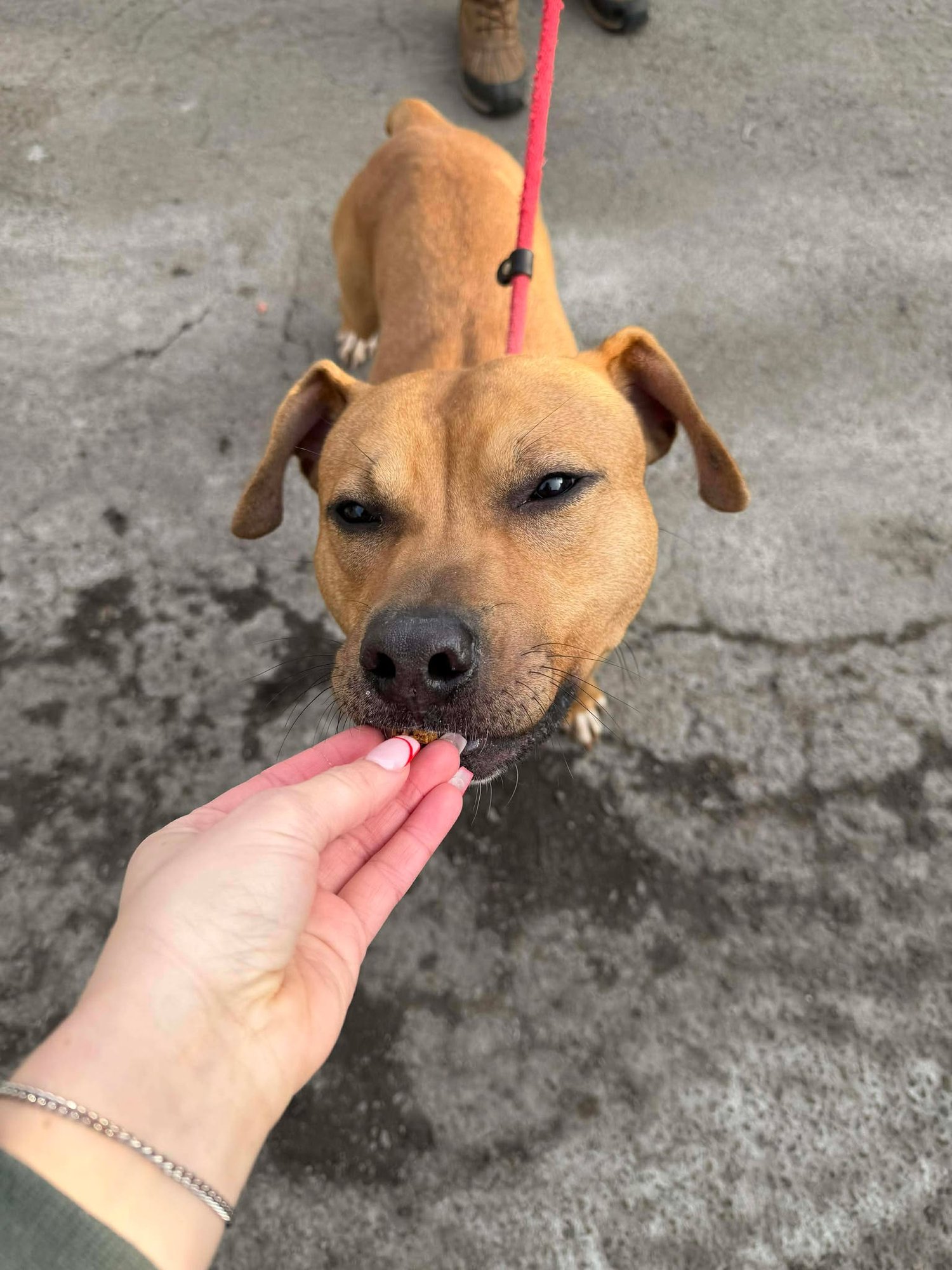 BODHI - Pit Bull Terrier available for adoption