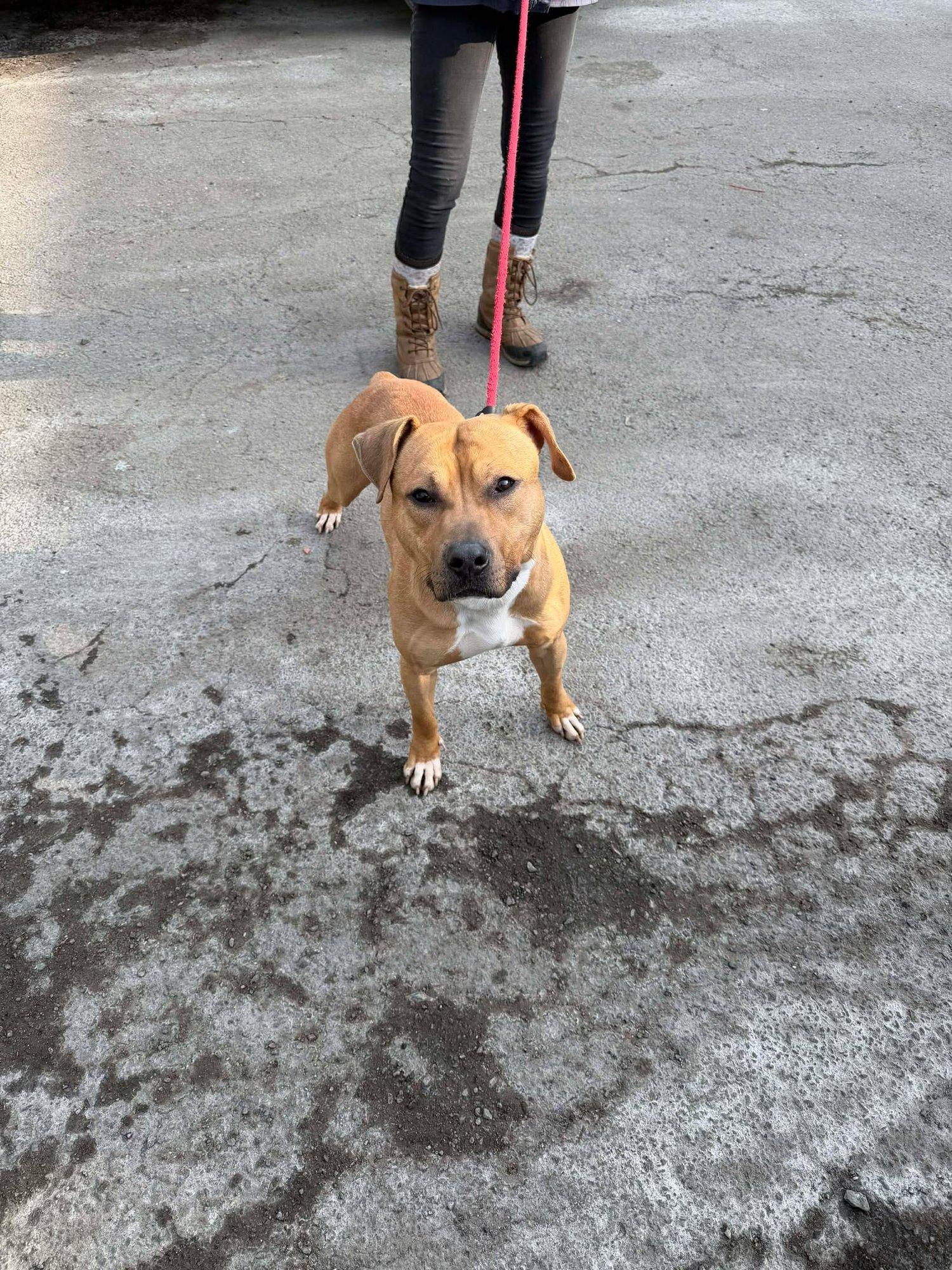 BODHI - Pit Bull Terrier available for adoption