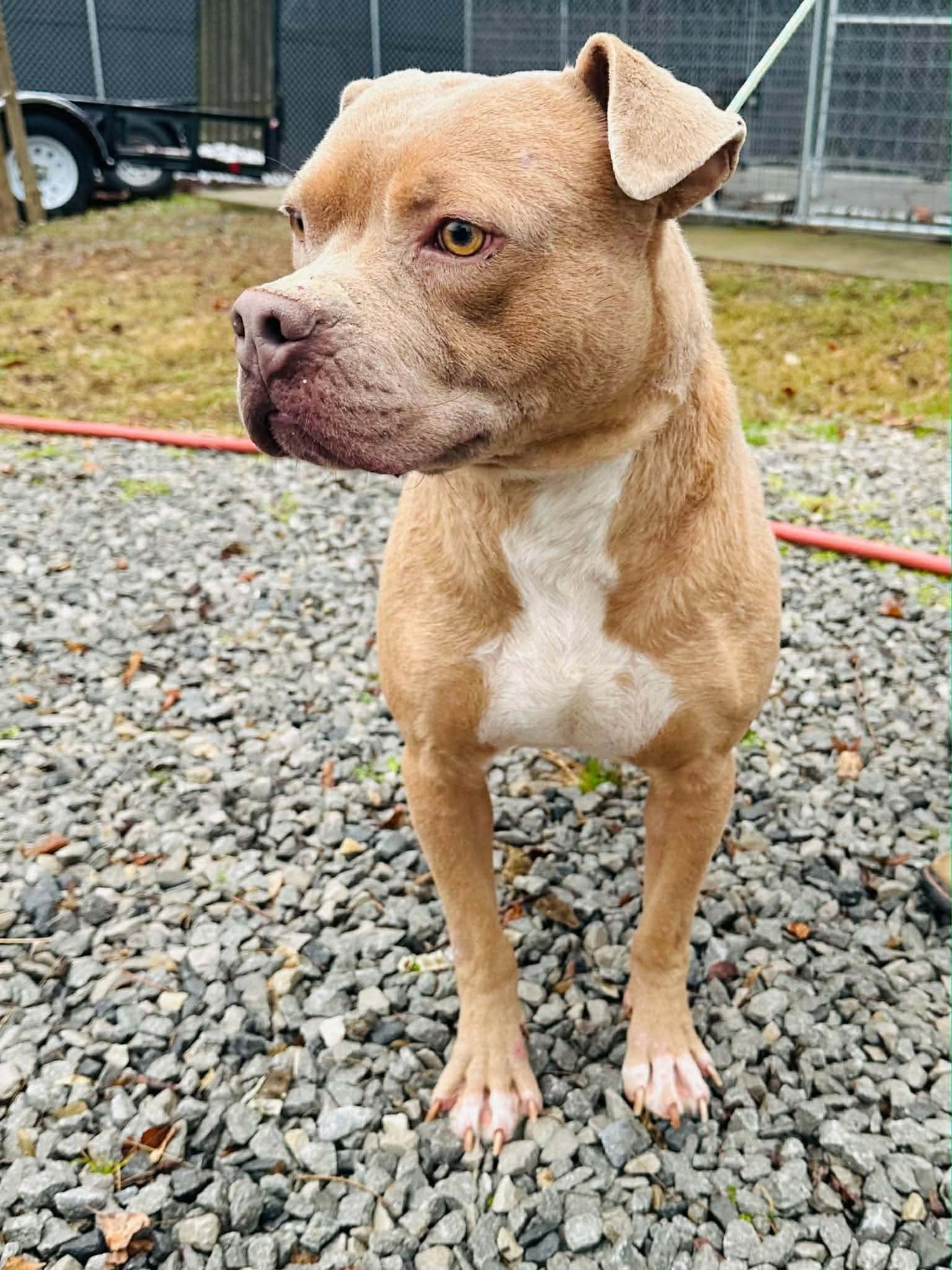 Beetle (Foster or adopter needed!) - Photo 4