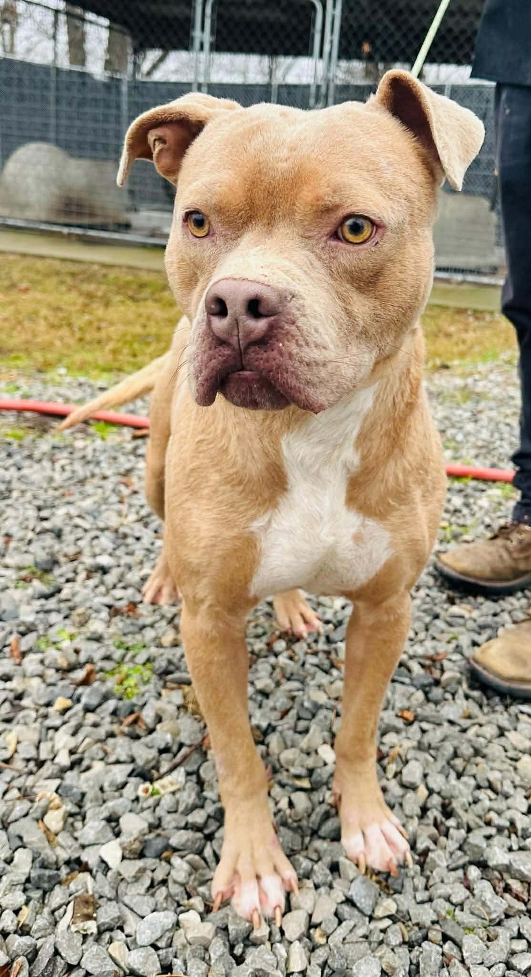 Beetle (Foster or adopter needed!) - Photo 5