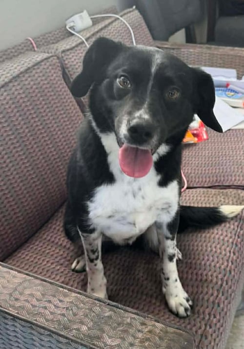 JULIET - Collie available for adoption