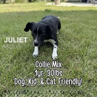 Juliet - Photo 2