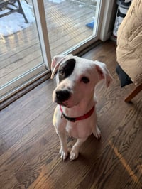 Petey - Photo 1