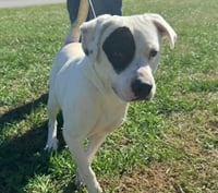 Petey - Photo 2