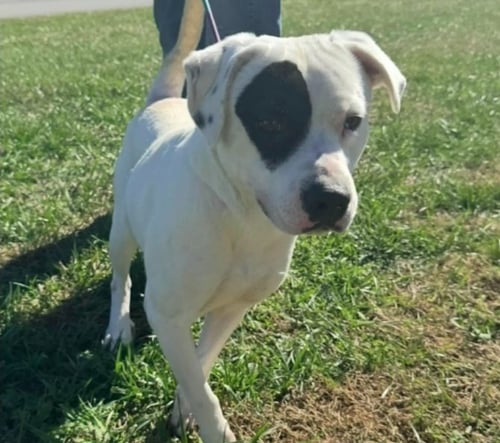 PETEY - Boxer / Labrador Retriever available for adoption