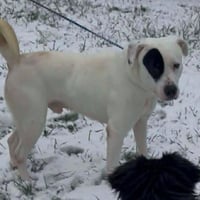Petey - Photo 3