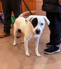 Petey - Photo 4