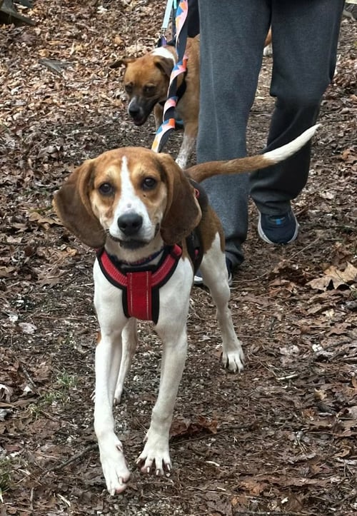 SARA MARIE - Hound available for adoption