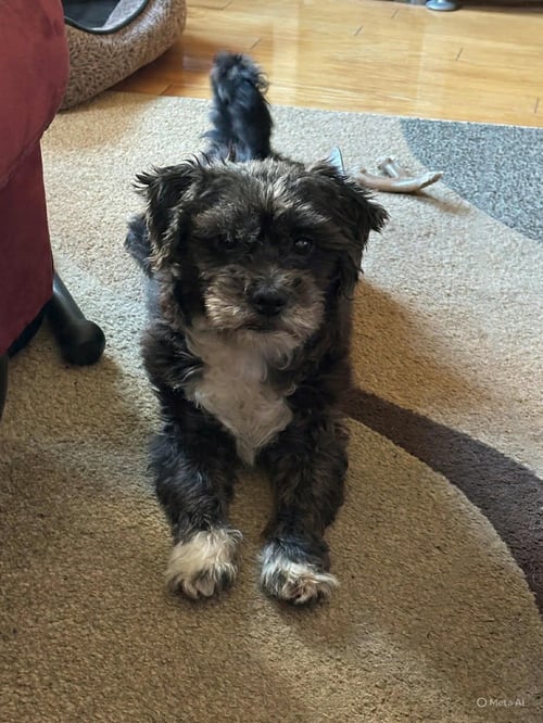 KING - Miniature Schnauzer available for adoption