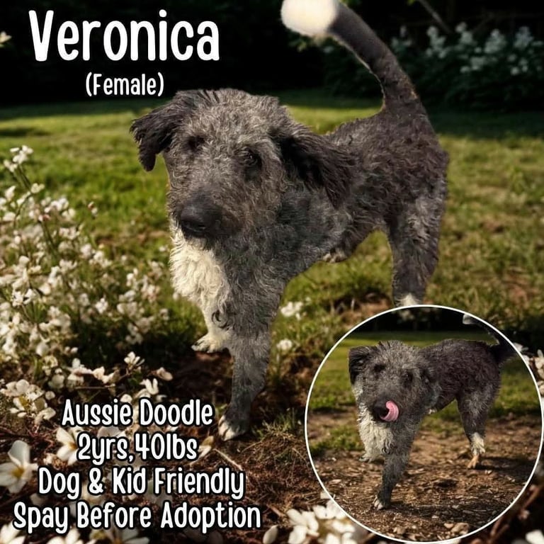Veronica Image