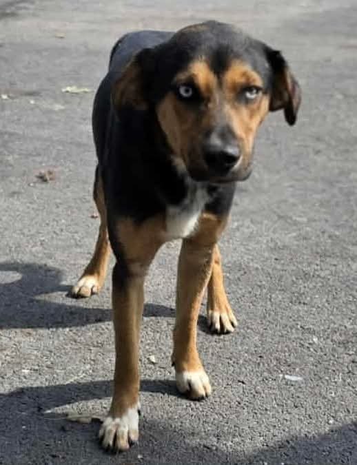 JETHROW - Beagle available for adoption