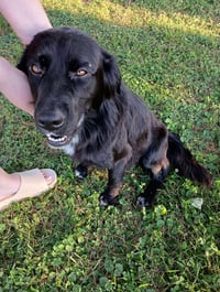 Bart (Foster or Adopter needed!) - Photo 6