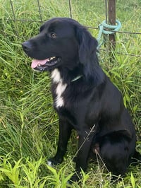 Bart (Foster or Adopter needed!) - Photo 4