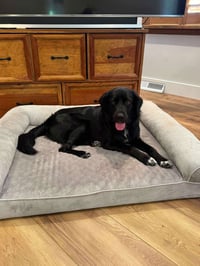 Bart (Foster or Adopter needed!) - Photo 3