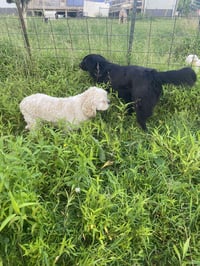 Bart (Foster or Adopter needed!) - Photo 8