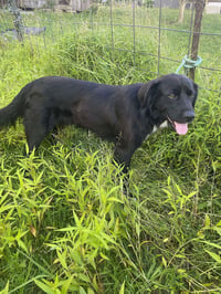 Bart (Foster or Adopter needed!) - Photo 7