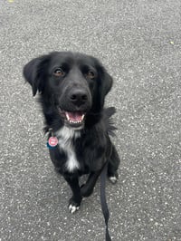 Bart (Foster or Adopter needed!) - Photo 2