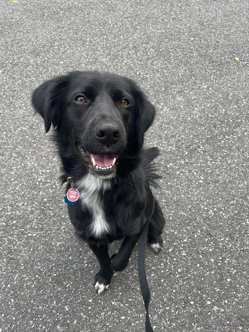 BART (FOSTER OR ADOPTER NEEDED!) - Flat-coated Retriever available for adoption