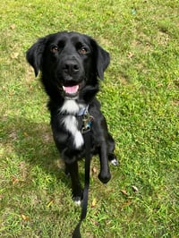 Bart (Foster or Adopter needed!) - Photo 1