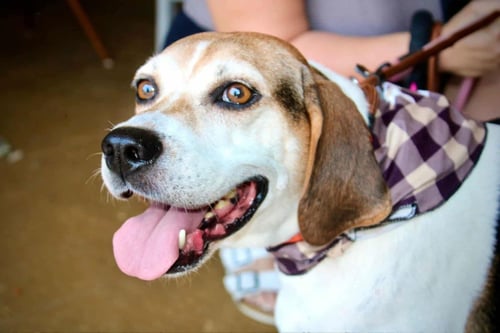 PEACHES (FOSTER OR ADOPTER NEEDED!) - Hound available for adoption