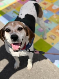 Peaches (Foster or Adopter needed!) - Photo 1