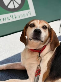 Peaches (Foster or Adopter needed!) - Photo 7