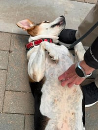 Peaches (Foster or Adopter needed!) - Photo 6