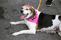 Peaches (Foster or Adopter needed!) - Photo 3
