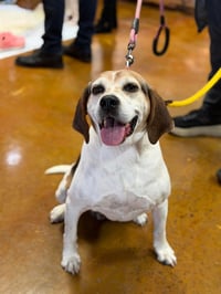 Peaches (Foster or Adopter needed!) - Photo 5