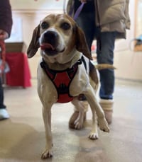 Peaches (Foster or Adopter needed!) - Photo 4