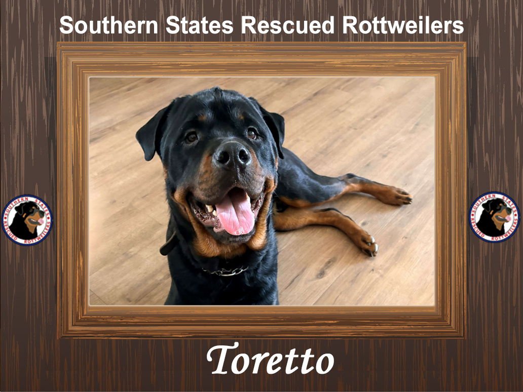 TORETTO - Rottweiler available for adoption