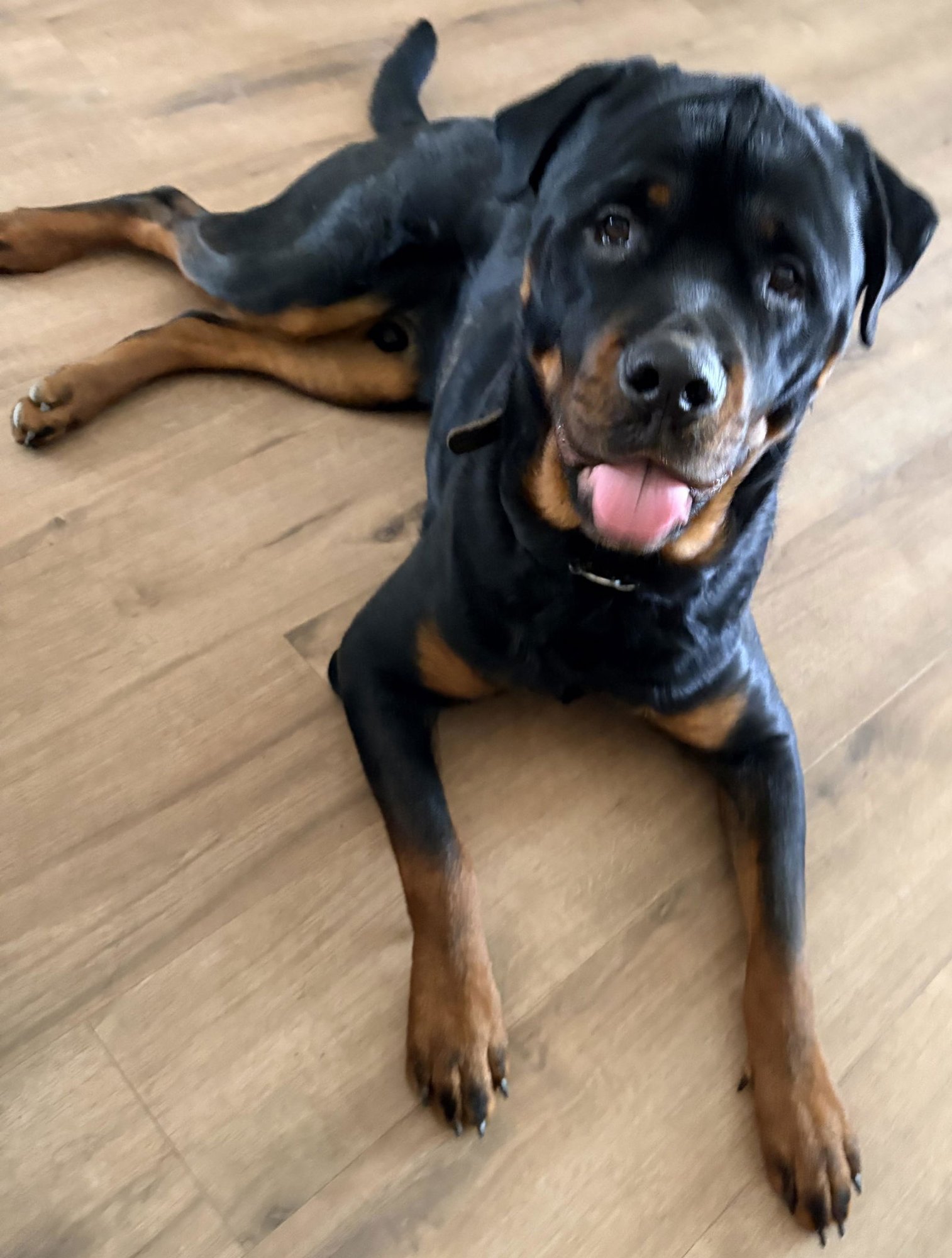 TORETTO - Rottweiler available for adoption
