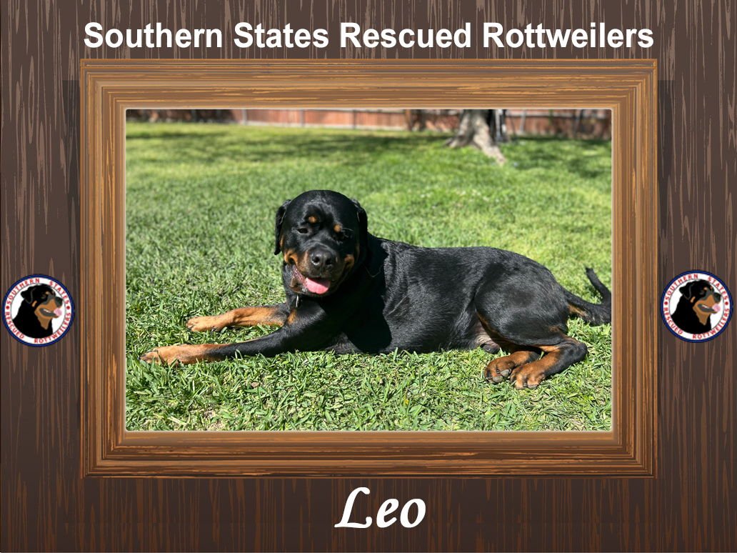 LEO - Rottweiler available for adoption