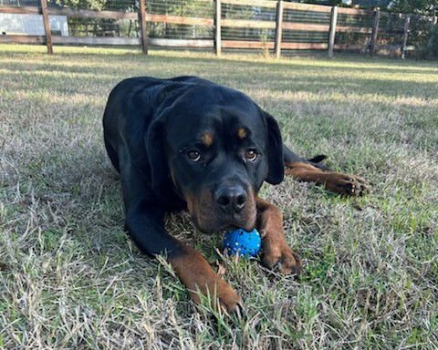LEO - Rottweiler available for adoption